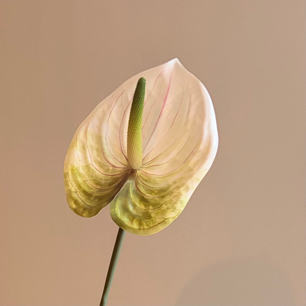Närbild på en konstgjord vit anthurium som visar materialets textur