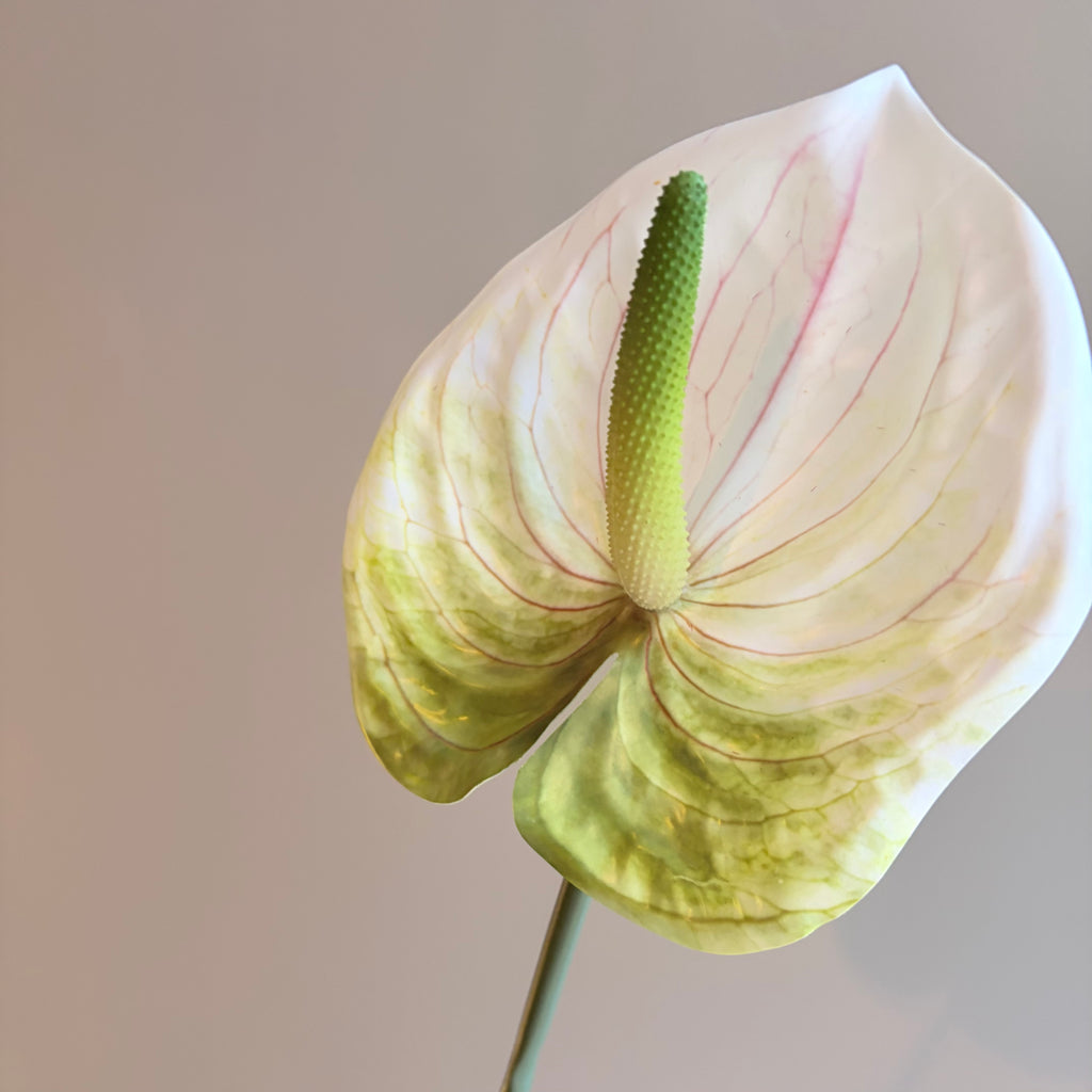 Konstgjord vit anthurium, närbild